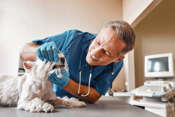 Best Emergency Treatment for Oral Infections in Athens, WV
